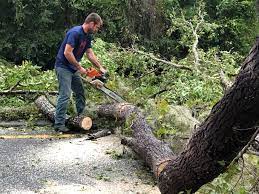 Best Tree Preservation Services  in USA